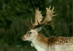 Fallow Deer <i>Dama dama</i>